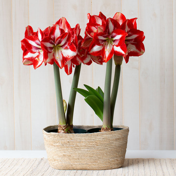 Amaryllis 'Pierrot,' two nursery pots in natural jute basket