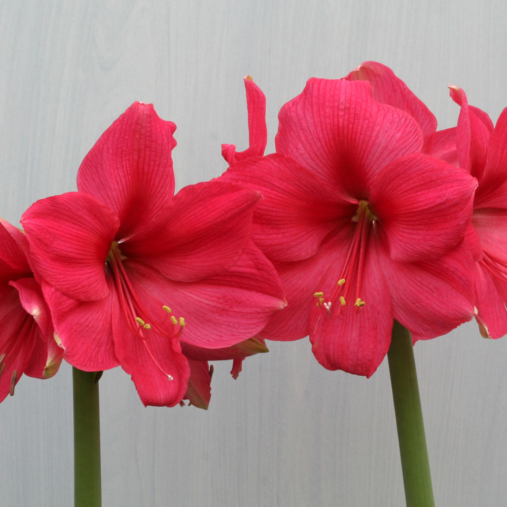 Amaryllis 'Pink Surprise,' two nursery pots in natural jute basket