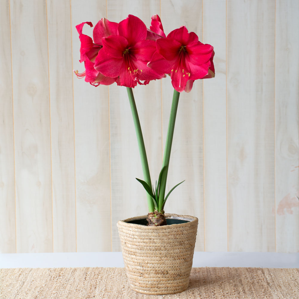 Amaryllis 'Pink Surprise,' one bulb in natural jute basket