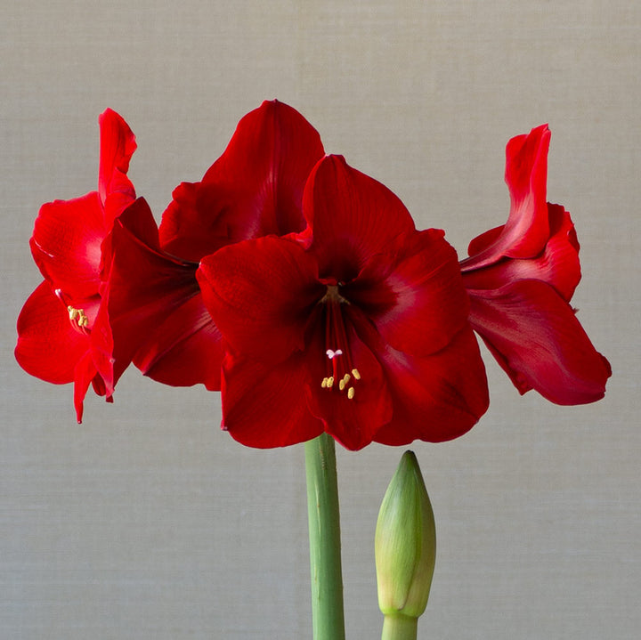 Amaryllis 'Red Cardinal,' one bulb in nursery pot