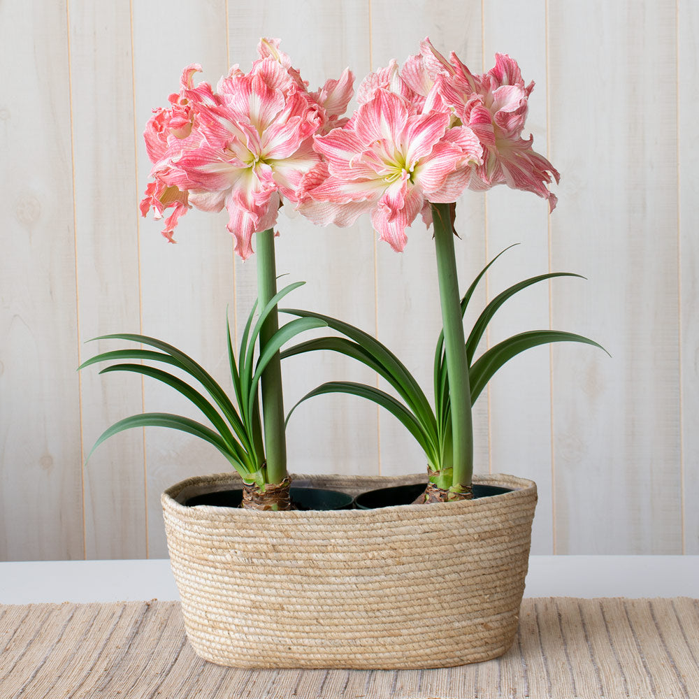 Amaryllis 'Pretty Nymph'