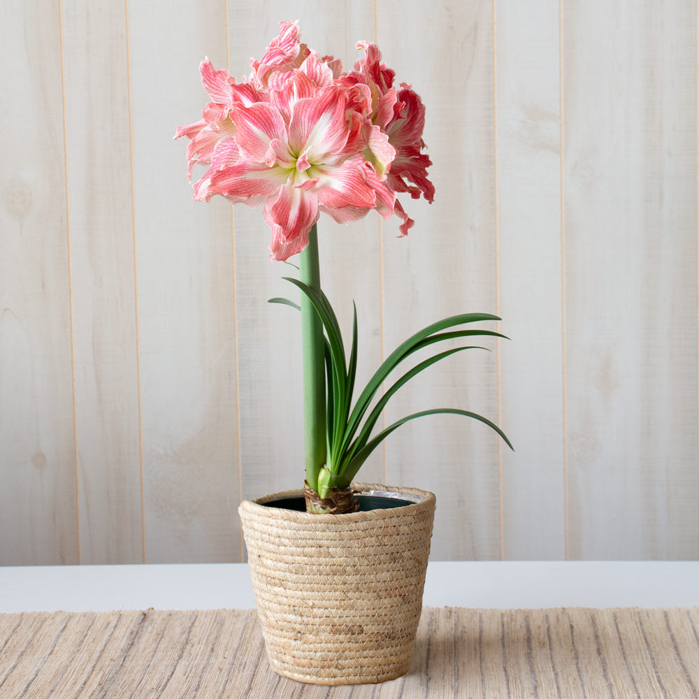 Amaryllis 'Pretty Nymph,' one bulb in natural jute basket