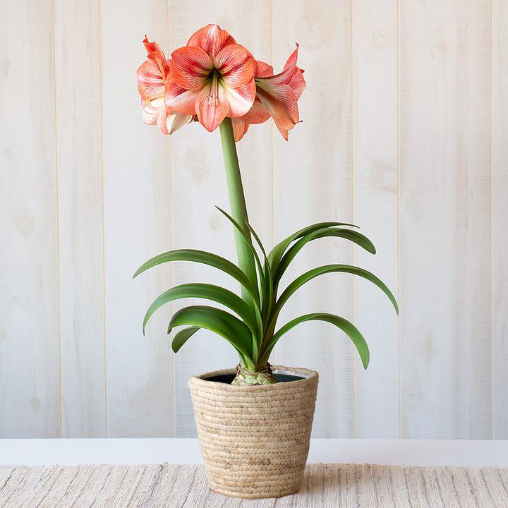 Amaryllis 'Provence,' one bulb in natural jute basket