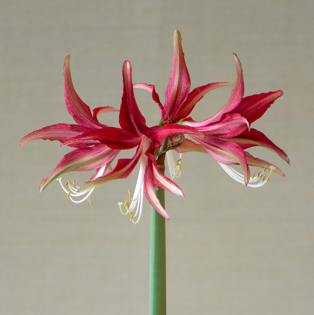 Amaryllis 'Quito,' two nursery pots in natural jute basket