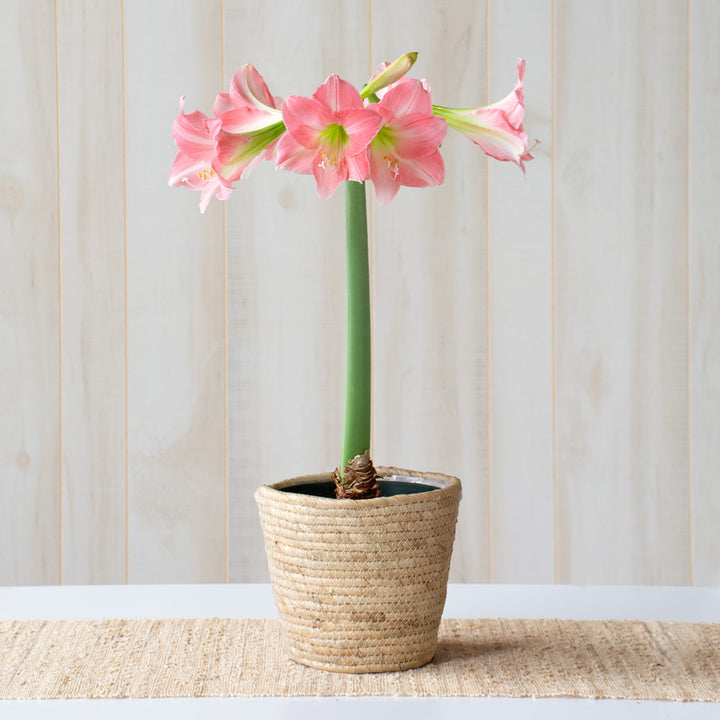Amaryllis 'Rebecca,' one bulb in natural jute basket