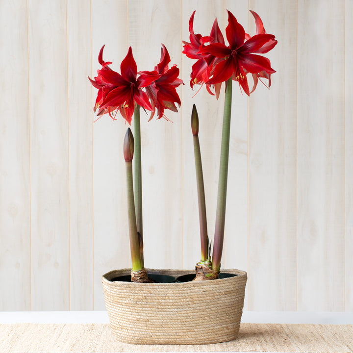 Amaryllis 'Red Amazone,' two nursery pots in natural jute basket