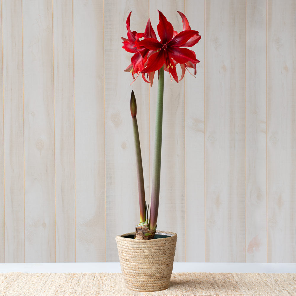Amaryllis 'Red Amazone,' one bulb in natural jute basket