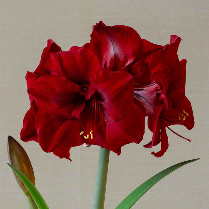 Amaryllis 'Red Dream,' one bulb in nursery pot