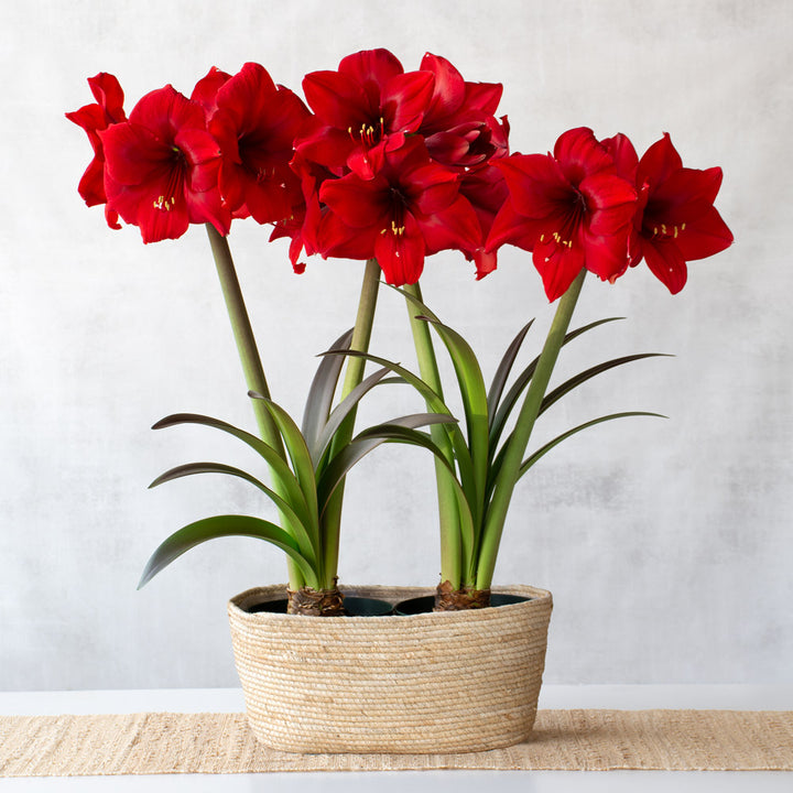 Amaryllis 'Red Paradise,' two nursery pots in natural jute basket