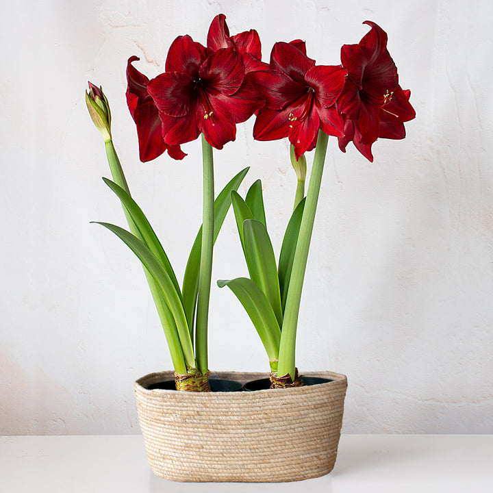 Amaryllis 'Red Pearl,' two nursery pots in natural jute basket