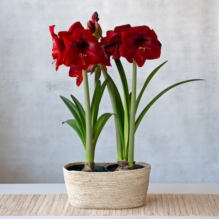 Amaryllis 'Red Reality,' two nursery pots in natural jute basket