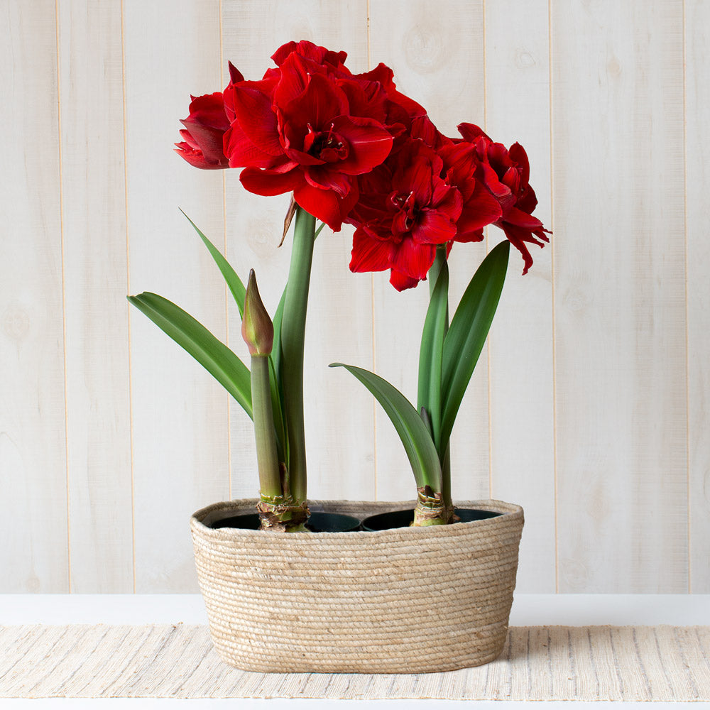 Amaryllis 'Red Toro,' two nursery pots in natural jute basket