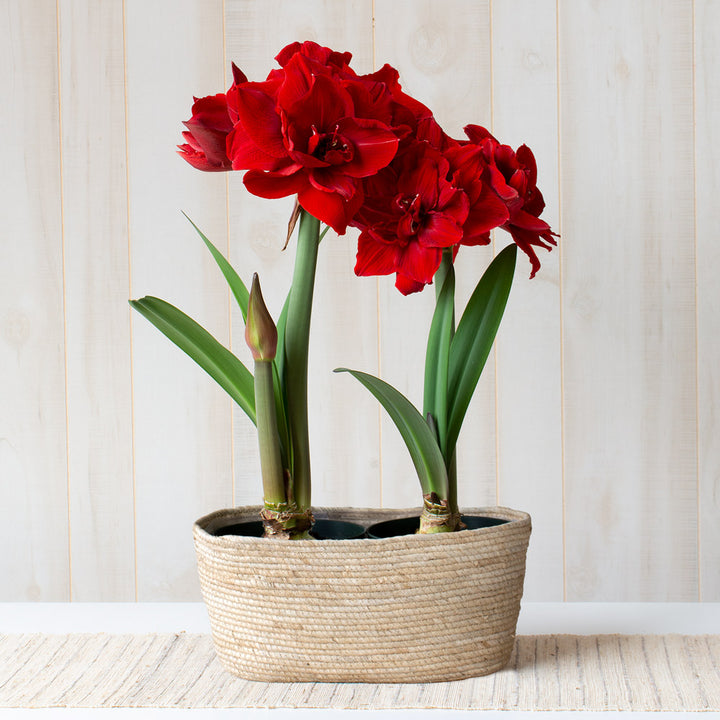 Amaryllis 'Red Toro,' two nursery pots in natural jute basket