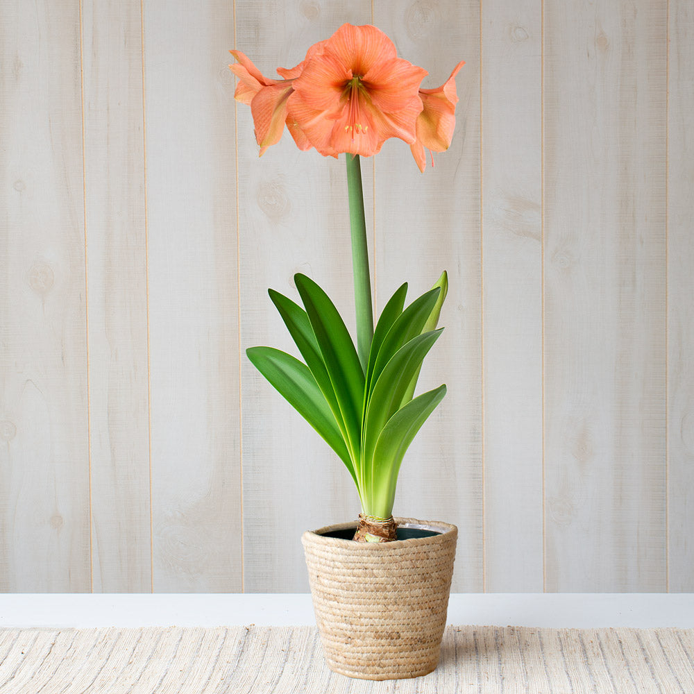 Amaryllis 'Rilona,' one bulb in natural jute basket