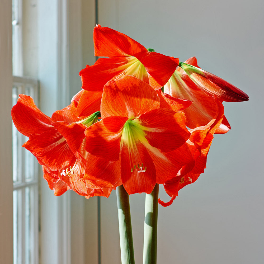 Amaryllis 'Electra,' one bulb in white ceramic cachepot