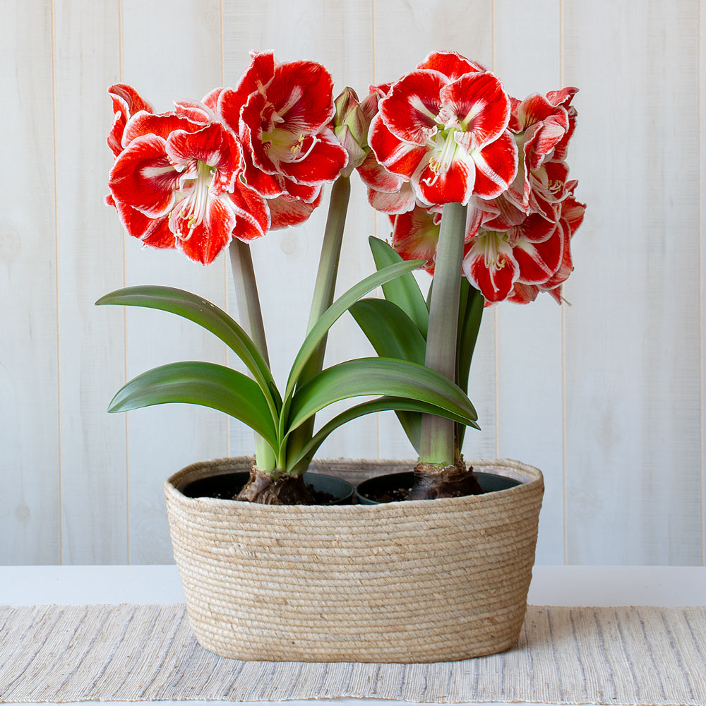 Amaryllis 'Samba,' two nursery pots in natural jute basket