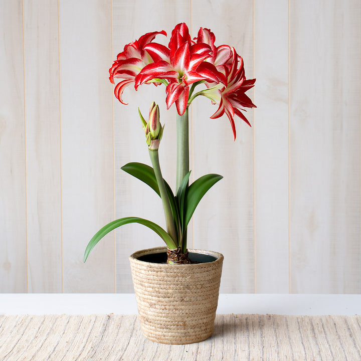 Amaryllis 'Splash,' one bulb in natural basket