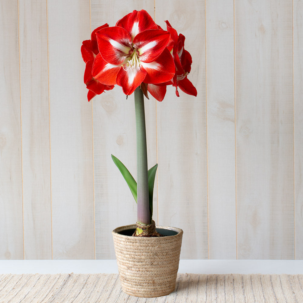 Amaryllis 'Stargazer,' one bulb in natural jute basket