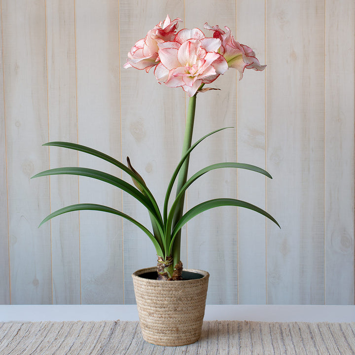 Amaryllis 'Striped Amadeus,' one bulb in natural jute basket