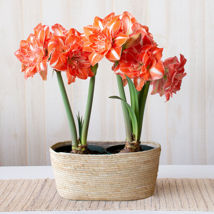 Amaryllis 'Sunshine Nymph,' two nursery pots in natural jute basket