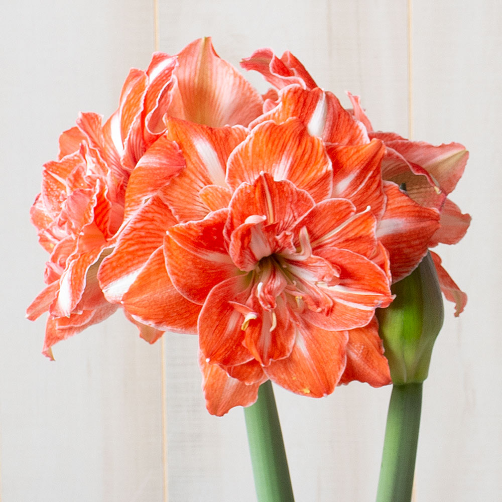 Amaryllis 'Sunshine Nymph,' one bulb in nursery pot
