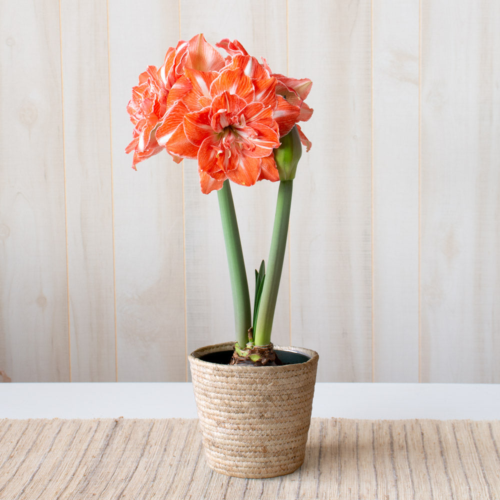 Amaryllis 'Sunshine Nymph,' one bulb in natural jute basket