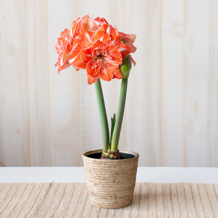 Amaryllis 'Sunshine Nymph,' one bulb in natural jute basket