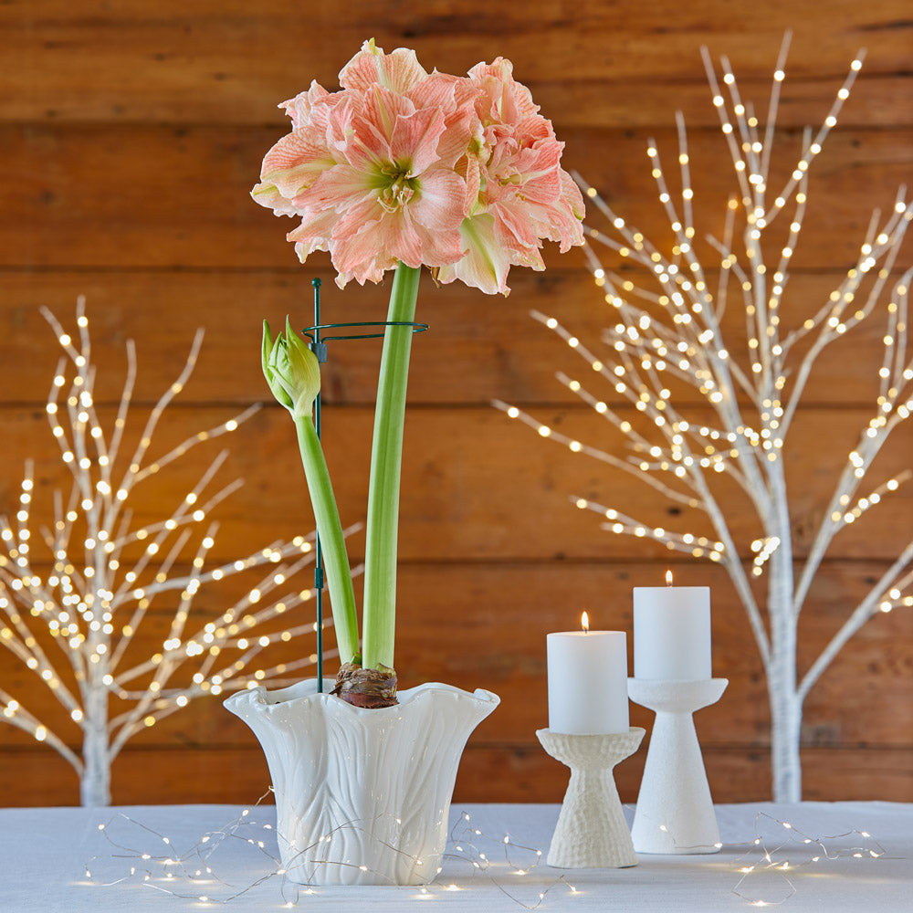 Amaryllis 'Sweet Amadeus'