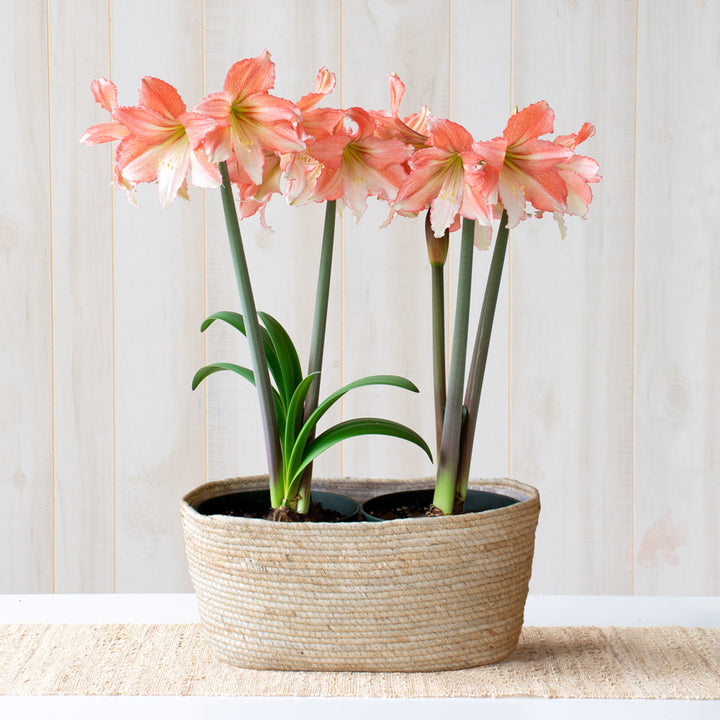 Amaryllis 'Tinkerbell,' two nursery pots in natural jute basket