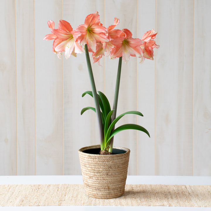 Amaryllis 'Tinkerbell,' one bulb in natural jute basket