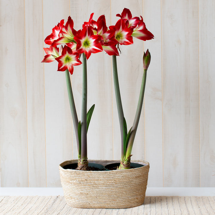 Amaryllis 'Très Chic,' two nursery pots in natural jute basket