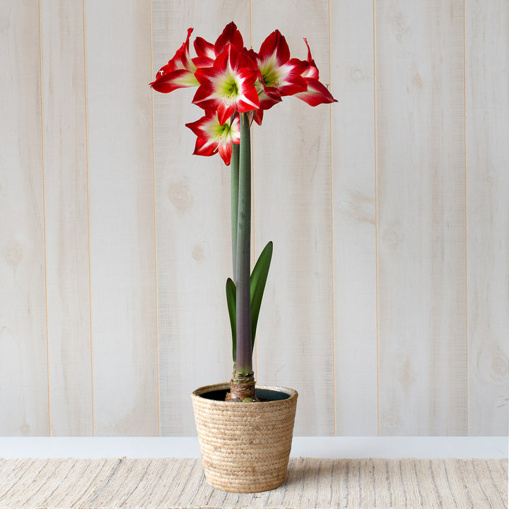 Amaryllis 'Très Chic,' one bulb in natural jute basket