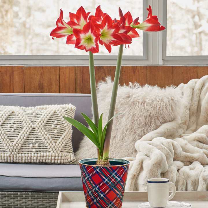 Amaryllis 'Très Chic,' one bulb in plaid tin