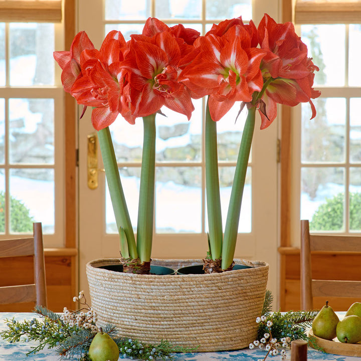 Amaryllis 'Tropical Nymph,' two nursery pots in natural jute basket