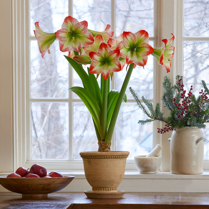 Amaryllis 'Tropical Sensation,' one bulb and corbridge urn kit