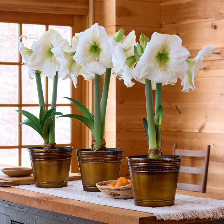 White Amaryllis in Bronzed Metal Cachepots to 3 Different Addresses - Standard Shipping Included