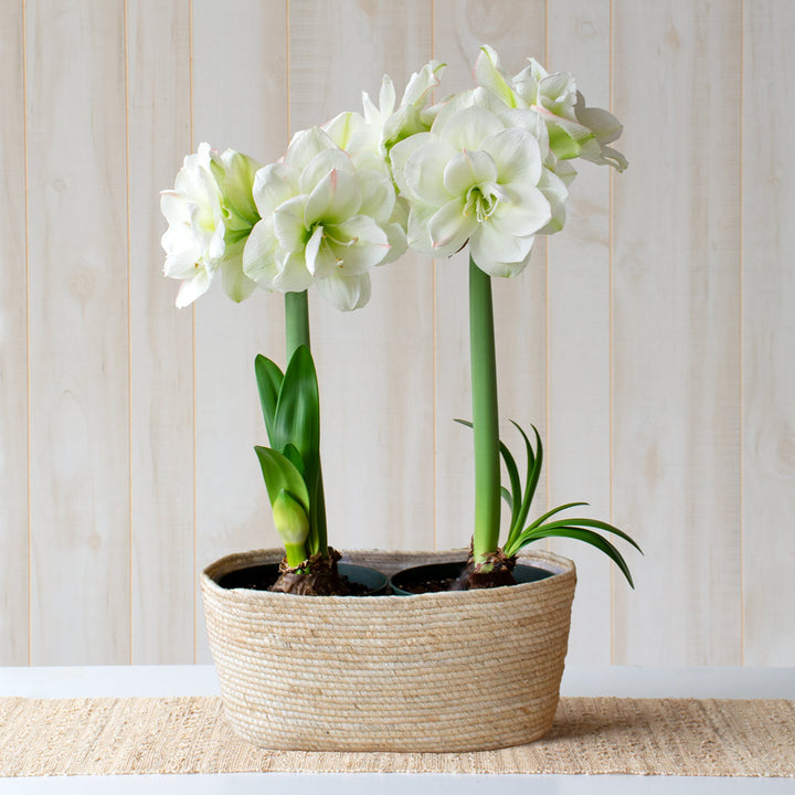 Amaryllis 'White Amadeus,' two nursery pots in natural jute basket