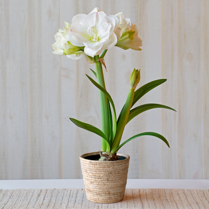 Amaryllis 'White Amadeus,' one bulb in natural jute basket