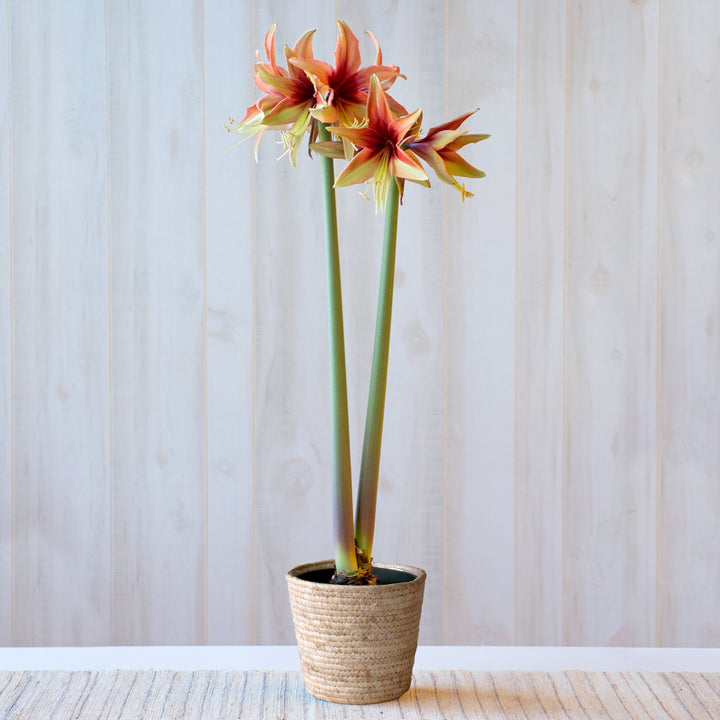 Amaryllis 'Wild Amazone,' one bulb in natural jute basket