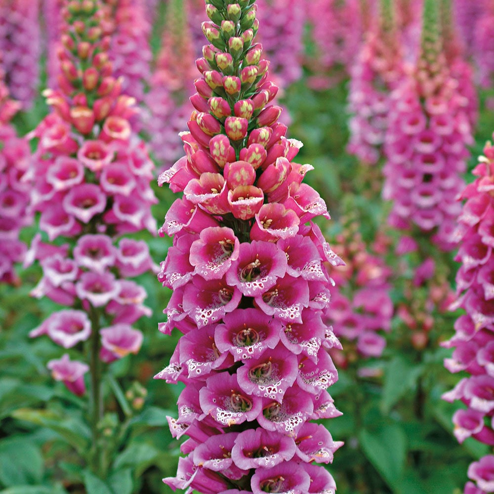 Digitalis purpurea 'Candy Mountain'