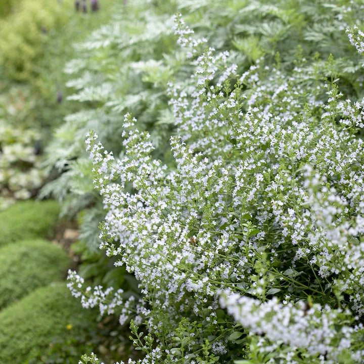Calamintha nepeta subsp. nepeta
