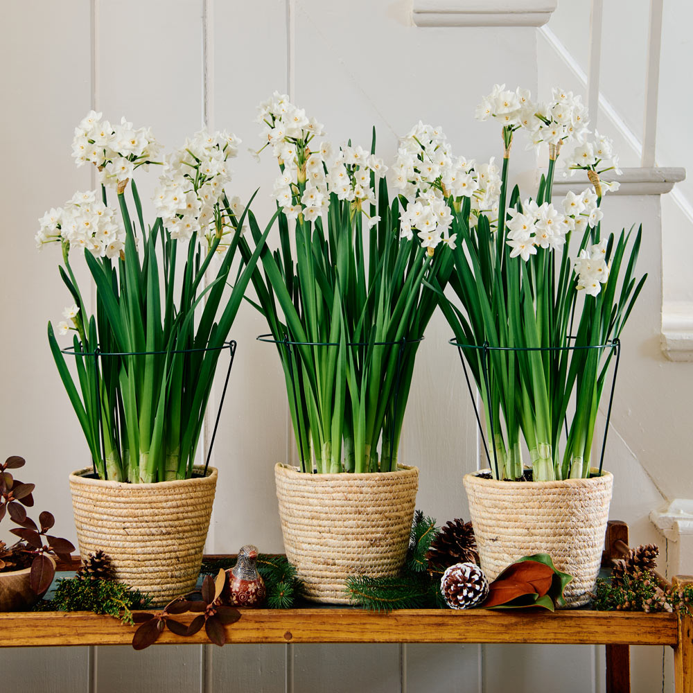 Paperwhite Kits with medium natural jute baskets to 3 Different Addresses - Standard Shipping Included