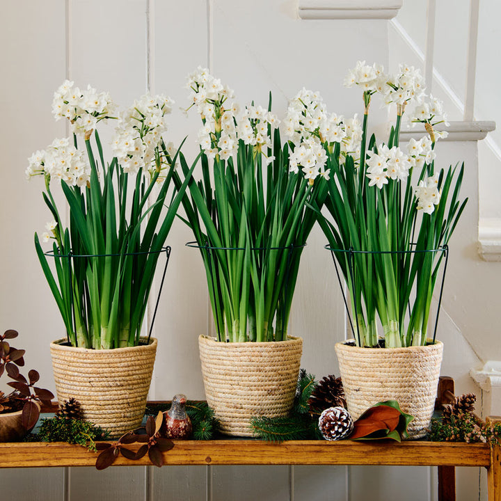 Paperwhite Kits with medium natural jute baskets to 3 Different Addresses - Standard Shipping Included