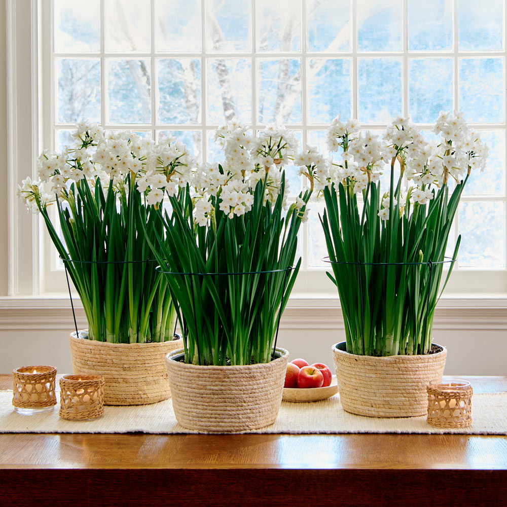 Paperwhite Kits with large natural jute baskets to 3 Different Addresses - Standard Shipping Included