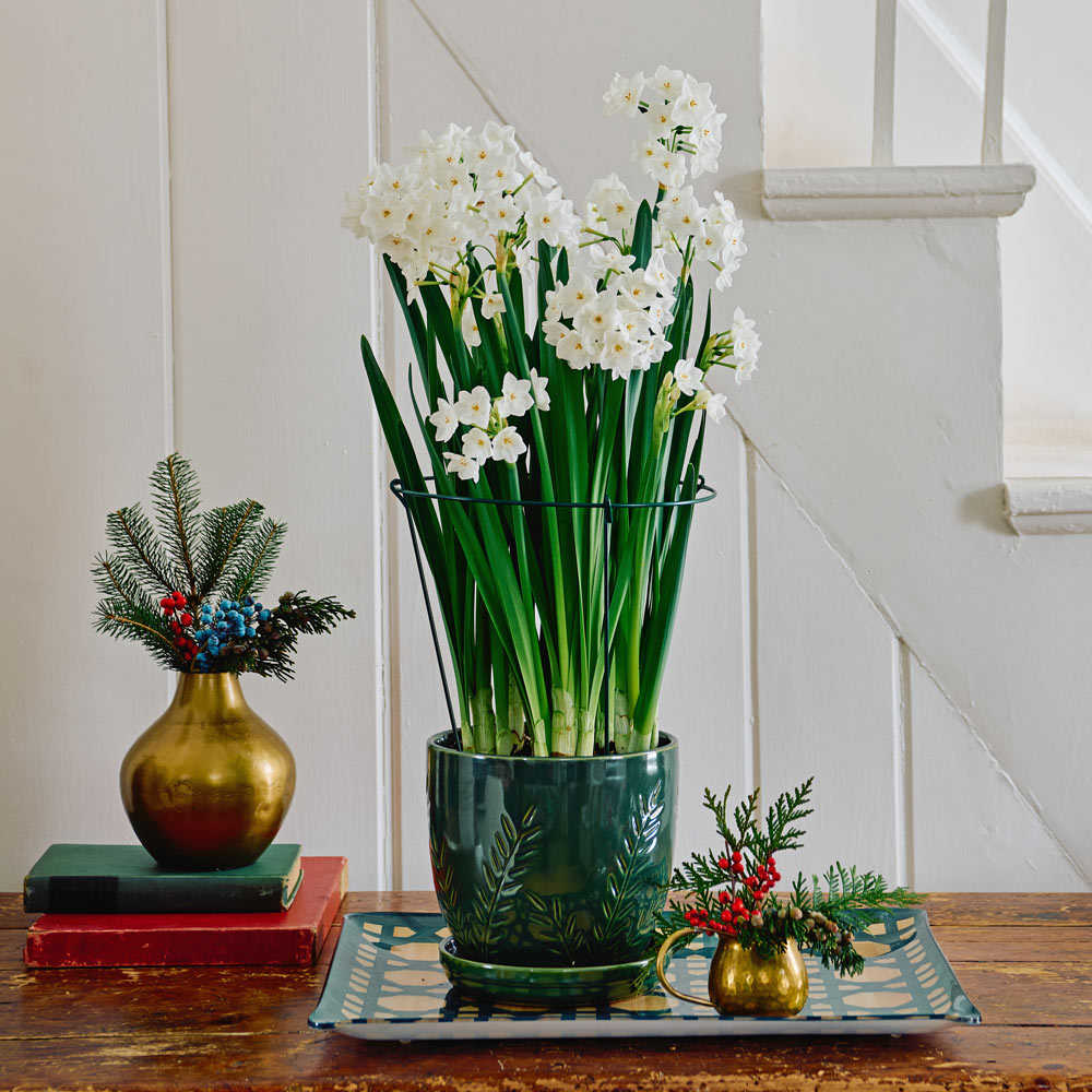 Paperwhite Kit with green ceramic pot