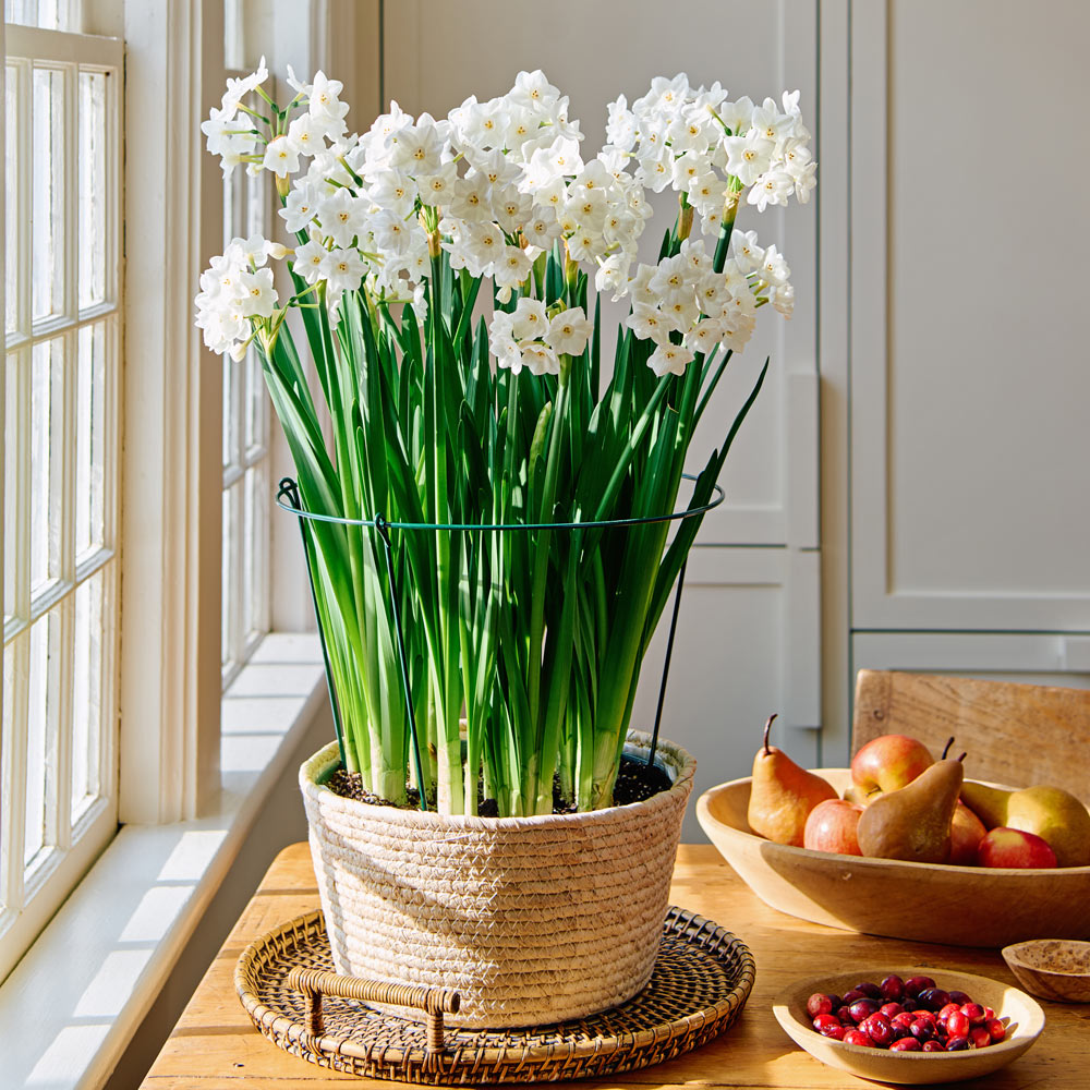 Paperwhite Kit with large natural jute basket