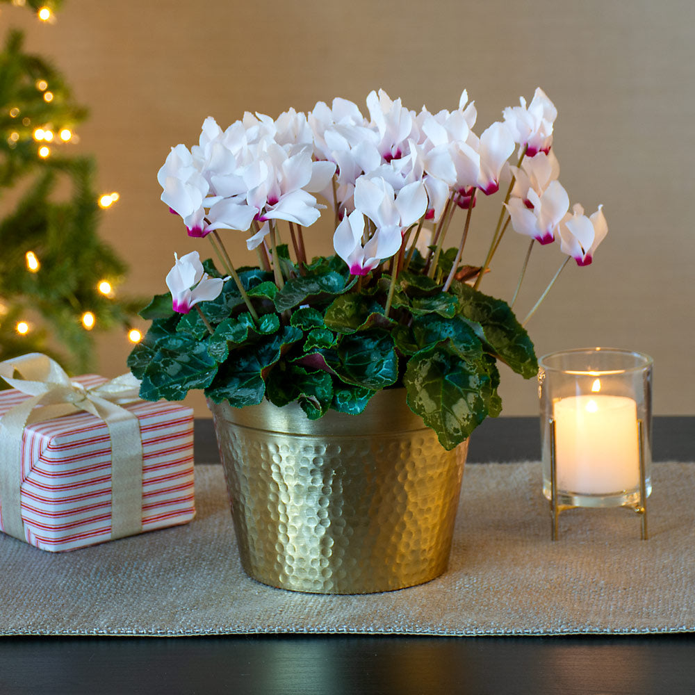 Cyclamen Absolu® de Morel in golden metal cachepot
