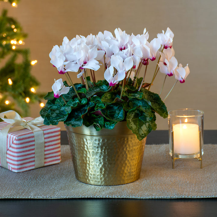 Cyclamen Absolu® de Morel in golden metal cachepot