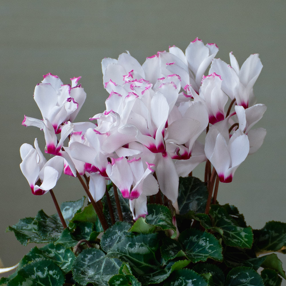Cyclamen Absolu® de Morel in burgundy ceramic cachepot