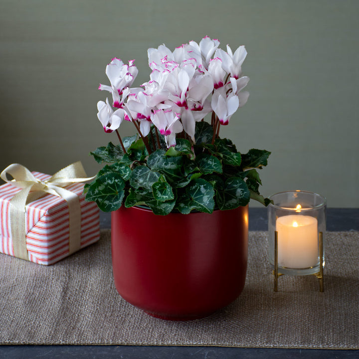 Cyclamen Absolu® de Morel in burgundy ceramic cachepot